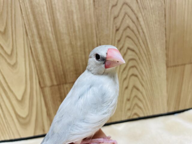 シルバー文鳥