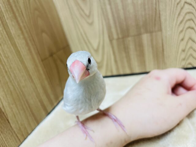 シルバー文鳥
