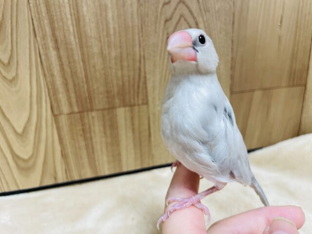 シルバー文鳥