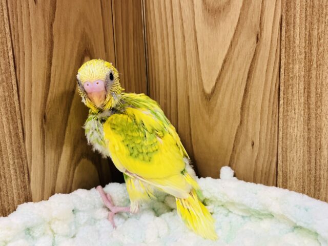 セキセイインコ