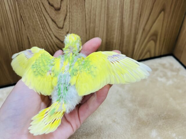 セキセイインコ