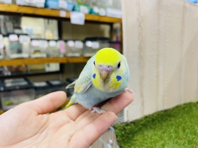 セキセイインコ