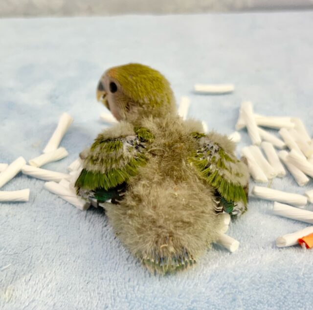 コザクラインコ（小桜インコ）