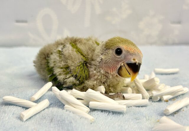 コザクラインコ（小桜インコ）