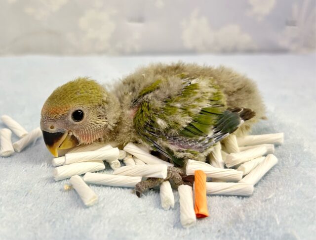 コザクラインコ（小桜インコ）