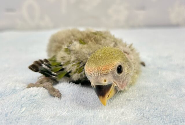 コザクラインコ（小桜インコ）