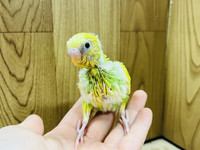 セキセイインコ