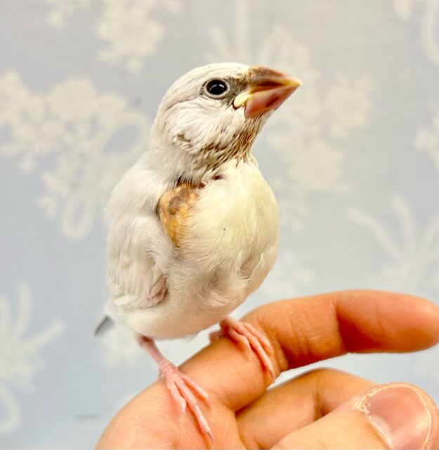 ✨️最新画像✨️ほんわかくるりん➰🩶シルバー文鳥2023年12月生まれ シルバー文鳥