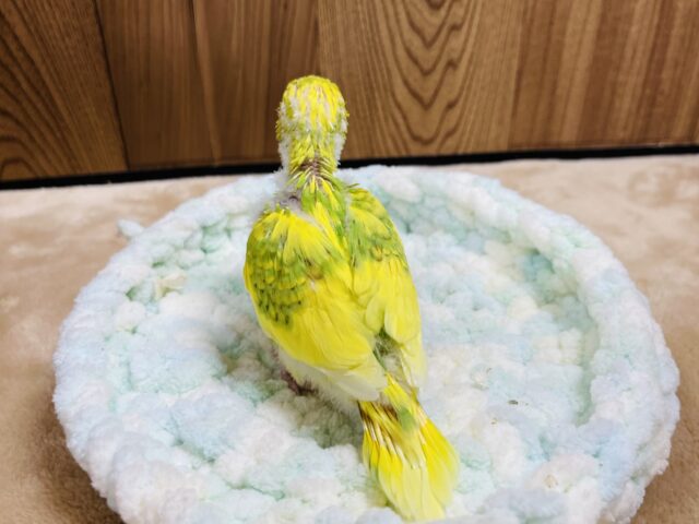 セキセイインコ