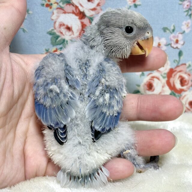 コザクラインコ（小桜インコ）