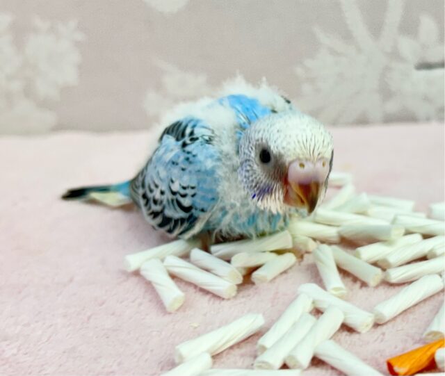 セキセイインコ