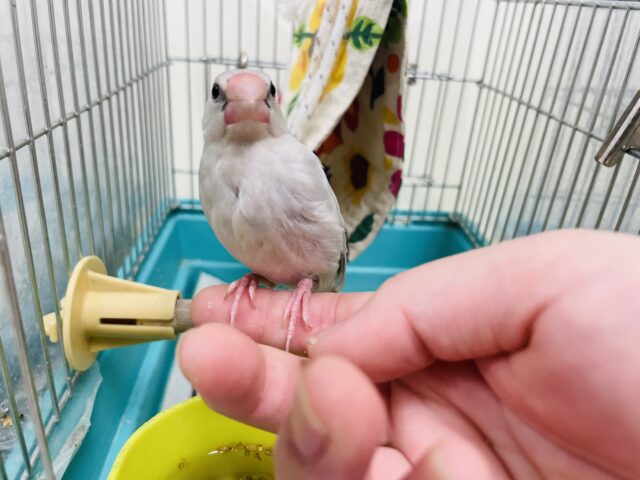 シルバー文鳥