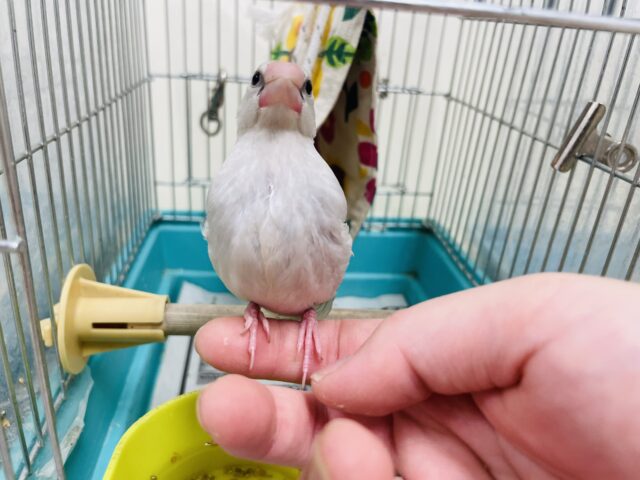シルバー文鳥
