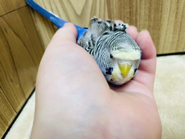 羽衣セキセイインコ