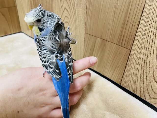羽衣セキセイインコ