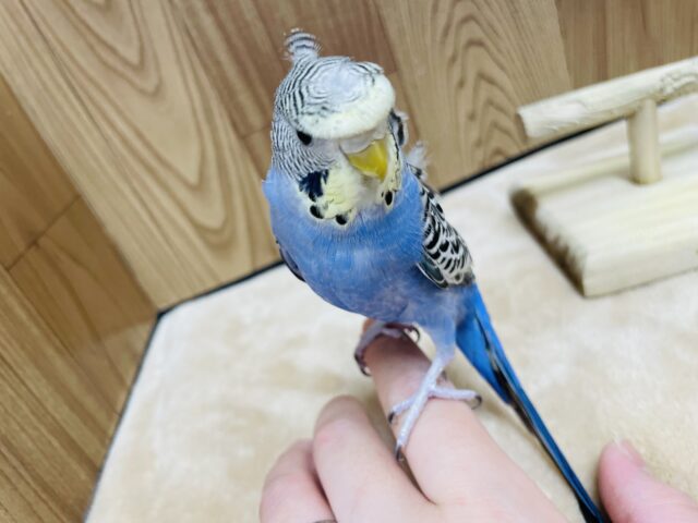 羽衣セキセイインコ