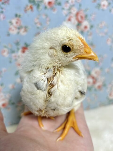 桂チャボ（カツラチャボ）