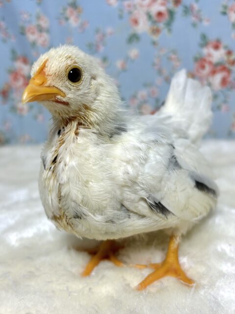 桂チャボ（カツラチャボ）