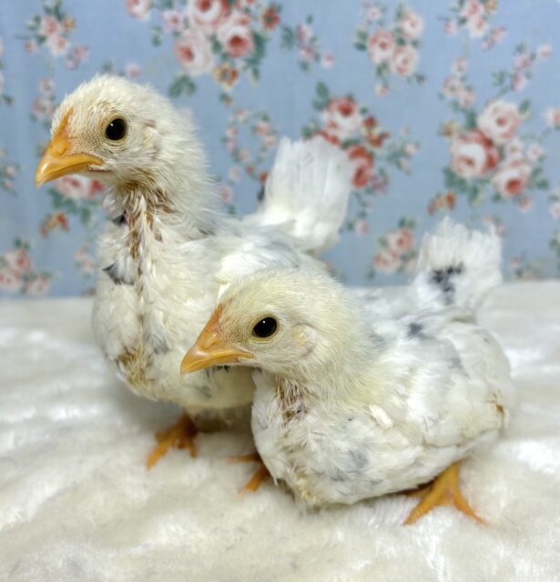 桂チャボ（カツラチャボ）