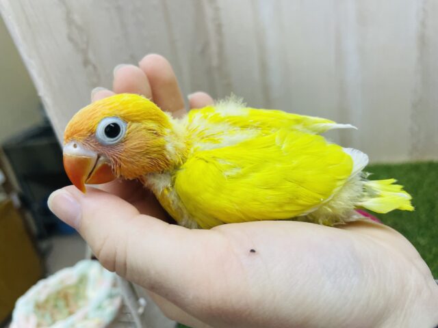 ヤマブキボタンインコ