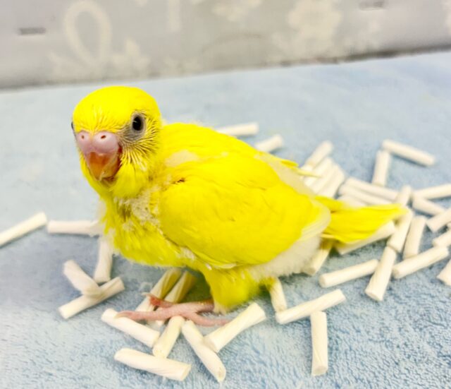 セキセイインコ