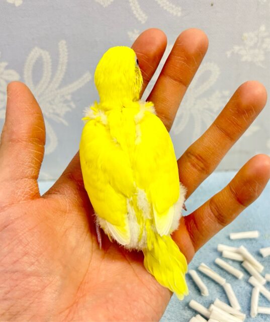 セキセイインコ