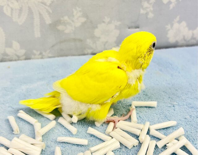 セキセイインコ