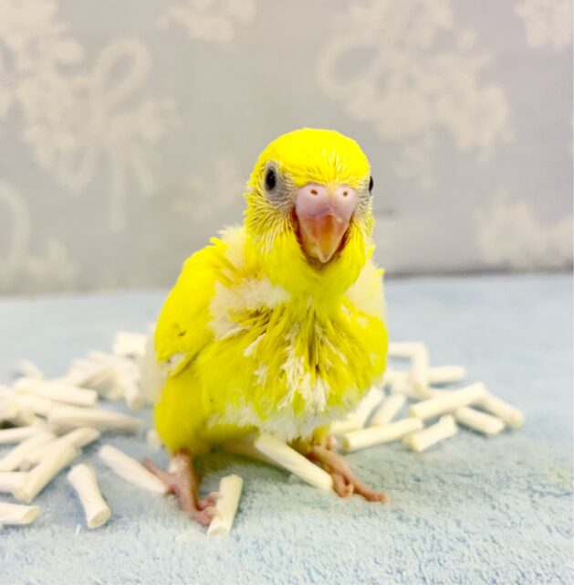 セキセイインコ