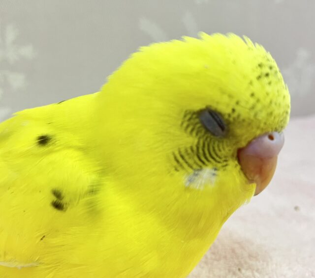 きゅるんな瞳をみて💕セキセイインコ(ハルクイン)2024年1月生まれ セキセイインコ