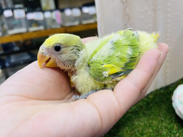 コザクラインコ（小桜インコ）