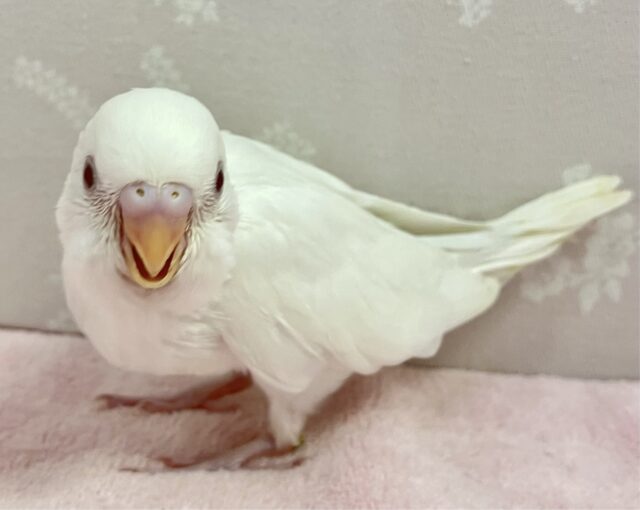 セキセイインコ