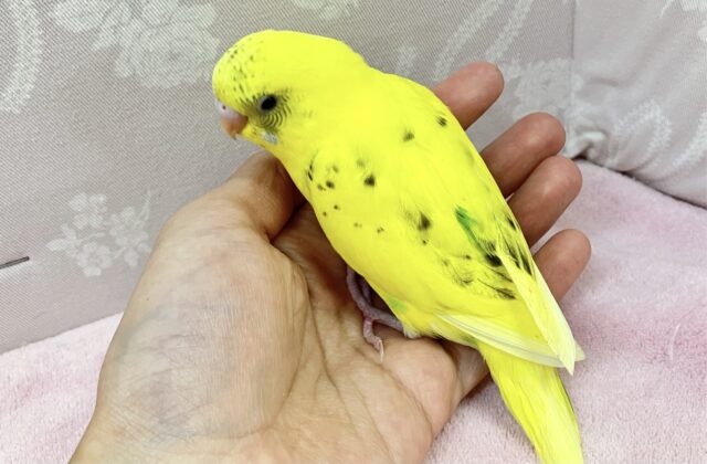 きゅるんな瞳をみて💕セキセイインコ(ハルクイン)2024年1月生まれ セキセイインコ