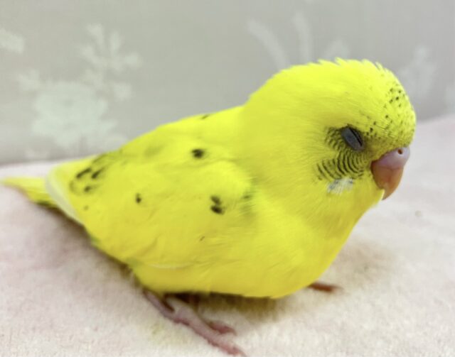 きゅるんな瞳をみて💕セキセイインコ(ハルクイン)2024年1月生まれ セキセイインコ