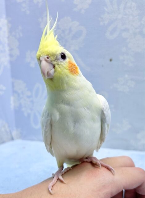 オカメインコ