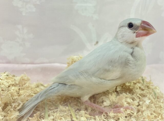 ✨️最新画像✨️ほんわかくるりん➰🩶シルバー文鳥2023年12月生まれ シルバー文鳥