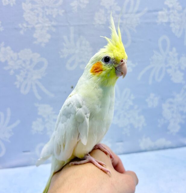 オカメインコ