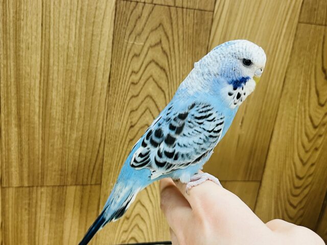 ジャンボセキセイインコ