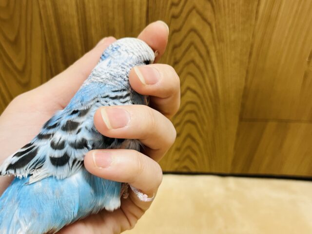 ジャンボセキセイインコ