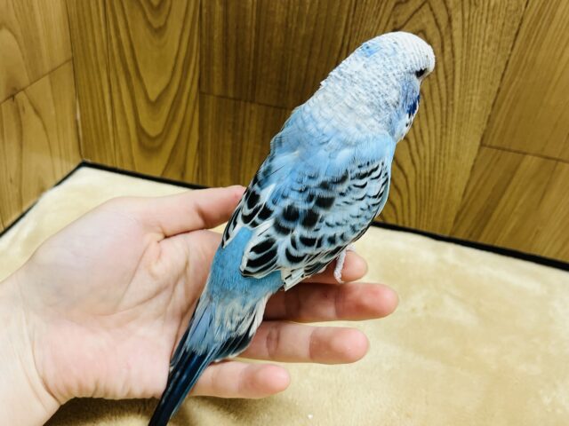 ジャンボセキセイインコ