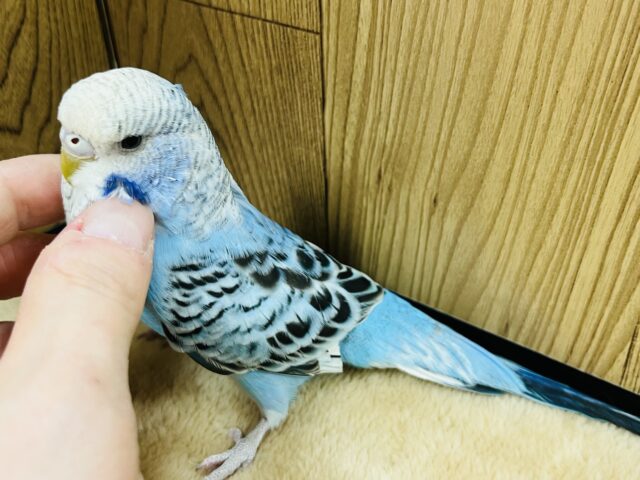 ジャンボセキセイインコ
