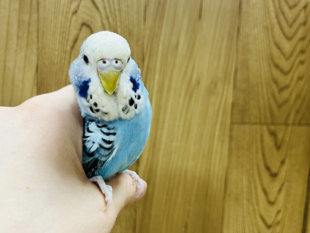 ジャンボセキセイインコ