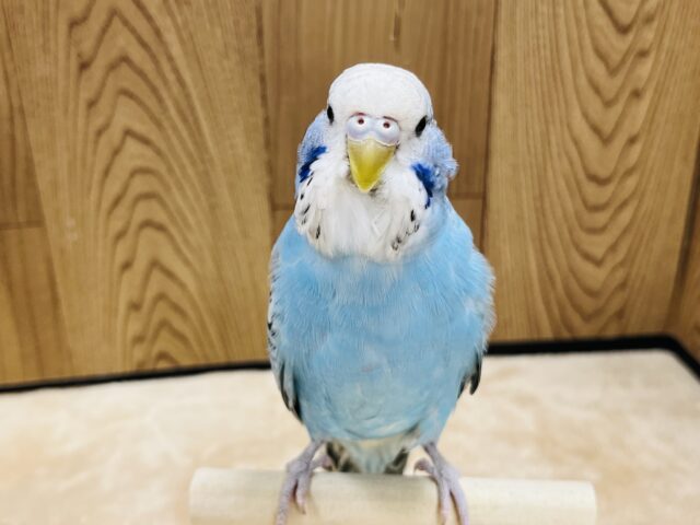 ジャンボセキセイインコ