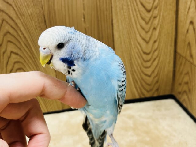 ジャンボセキセイインコ