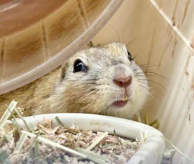 リチャードソンジリス