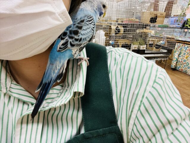 ジャンボセキセイインコ