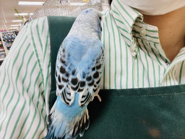 ジャンボセキセイインコ
