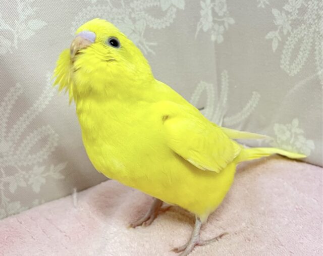 セキセイインコ