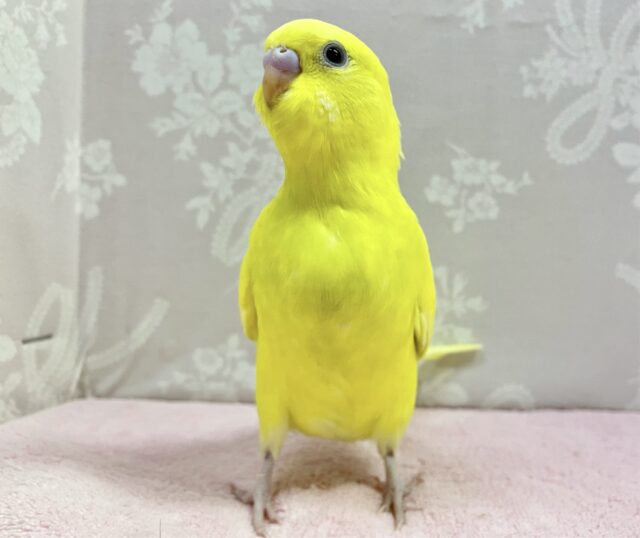 セキセイインコ