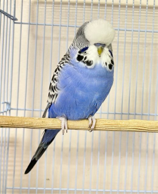 ジャンボセキセイインコ