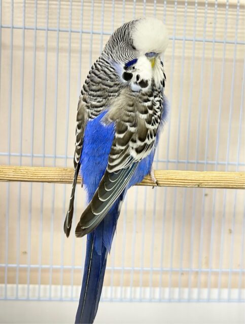 ジャンボセキセイインコ